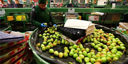 櫻桃對(duì)華出口嘗到甜頭，智利尋求多元化深化與中國(guó)合作