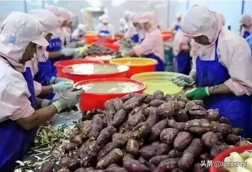 10-20萬(wàn)農(nóng)村創(chuàng)業(yè)指南 十大農(nóng)產(chǎn)品加工項(xiàng)目點(diǎn)亮鄉(xiāng)村振興路